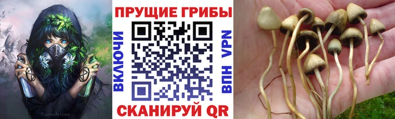 Псилоцибиновые грибы Psilocybe  Пучеж 